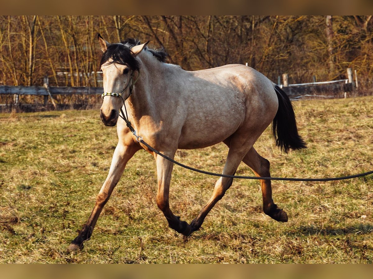 Lusitano Mix Klacz 3 lat 160 cm Jelenia in Buckow
