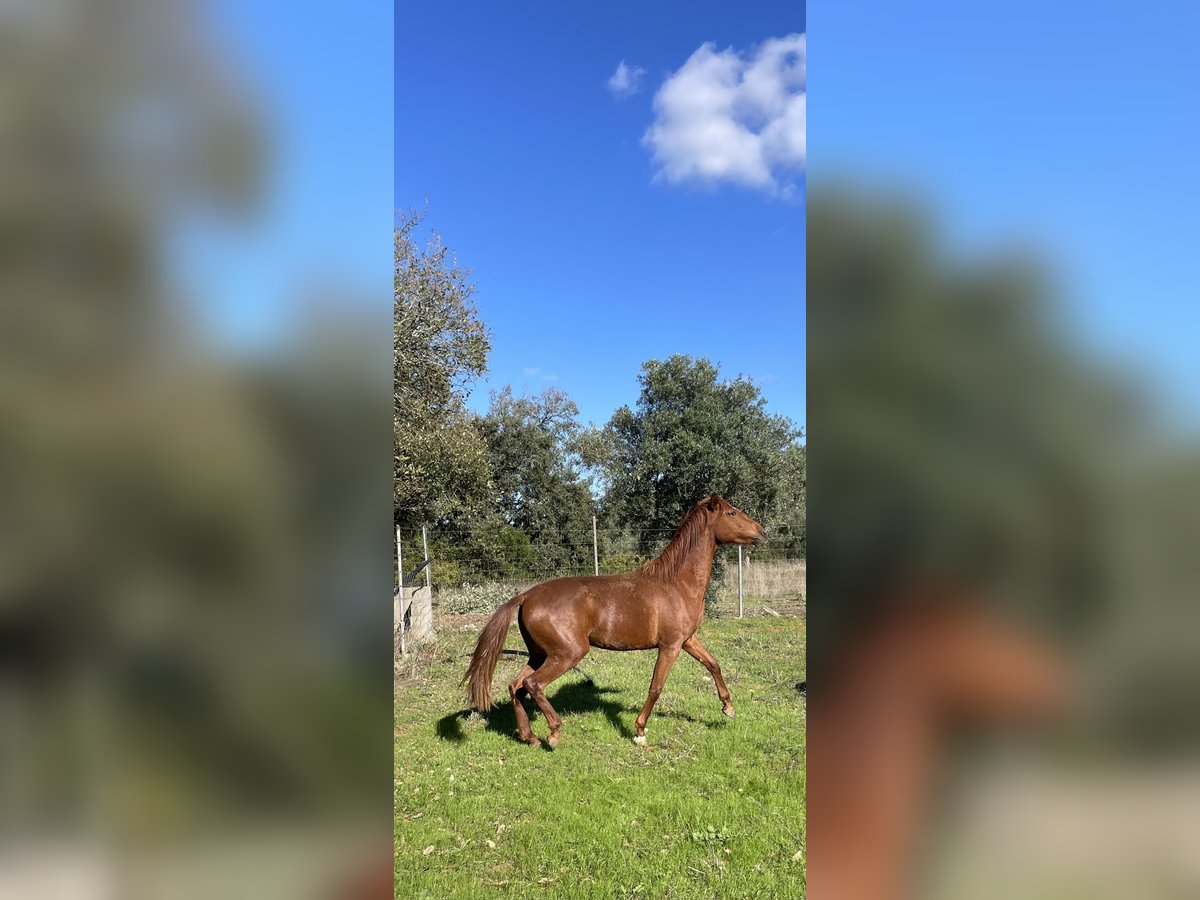 Lusitano Klacz 3 lat 162 cm Ciemnokasztanowata in Ourém