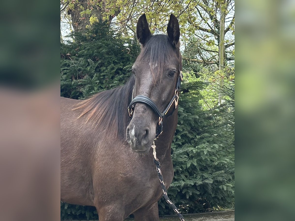 Lusitano Klacz 4 lat 152 cm Kara in Halle