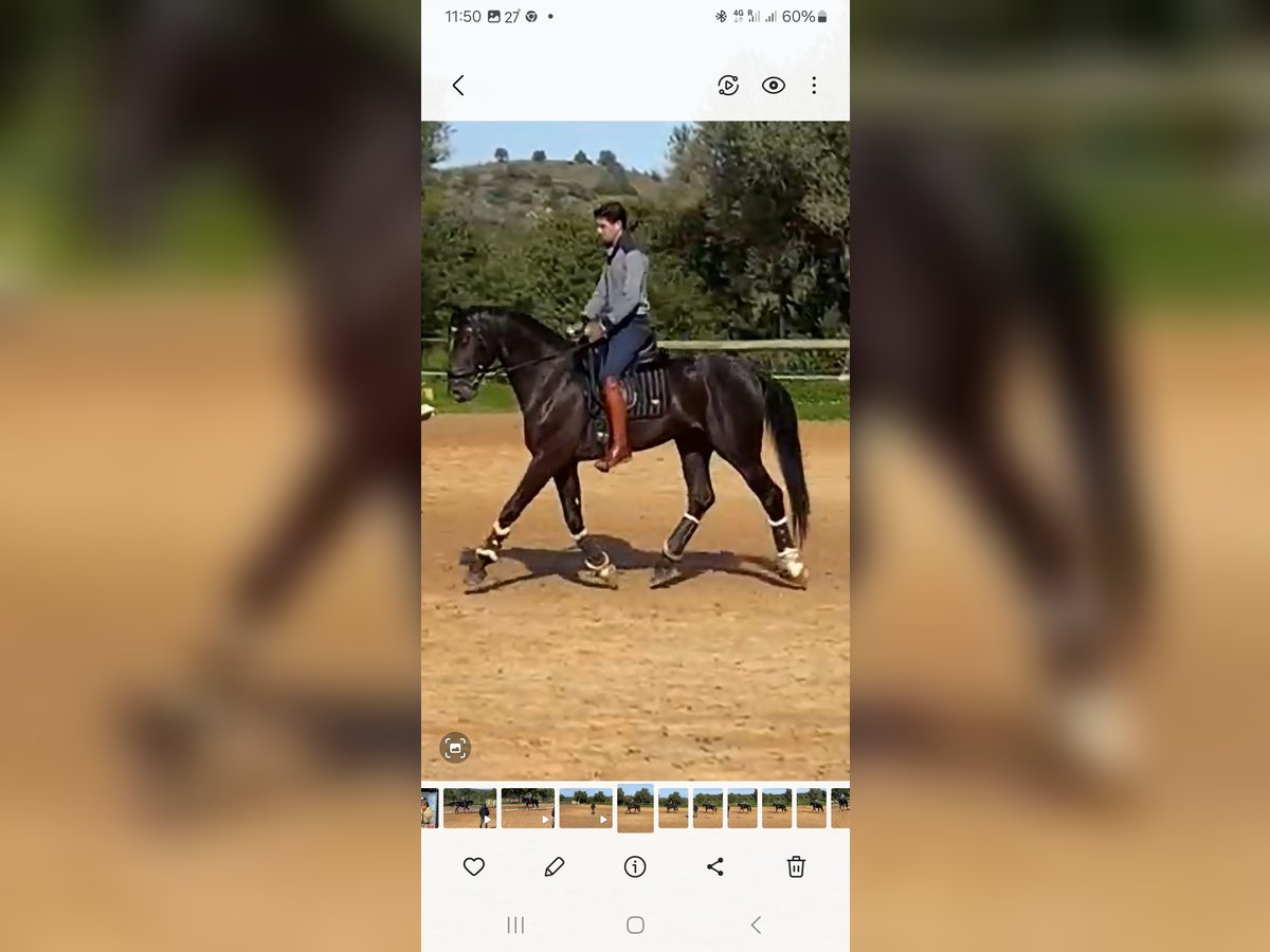 Lusitano Klacz 4 lat 168 cm Kara in Pera