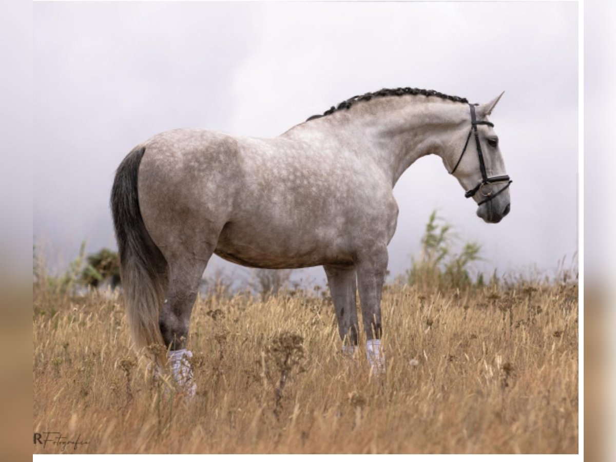 Lusitano Klacz 4 lat 168 cm Siwa in Rio Maior