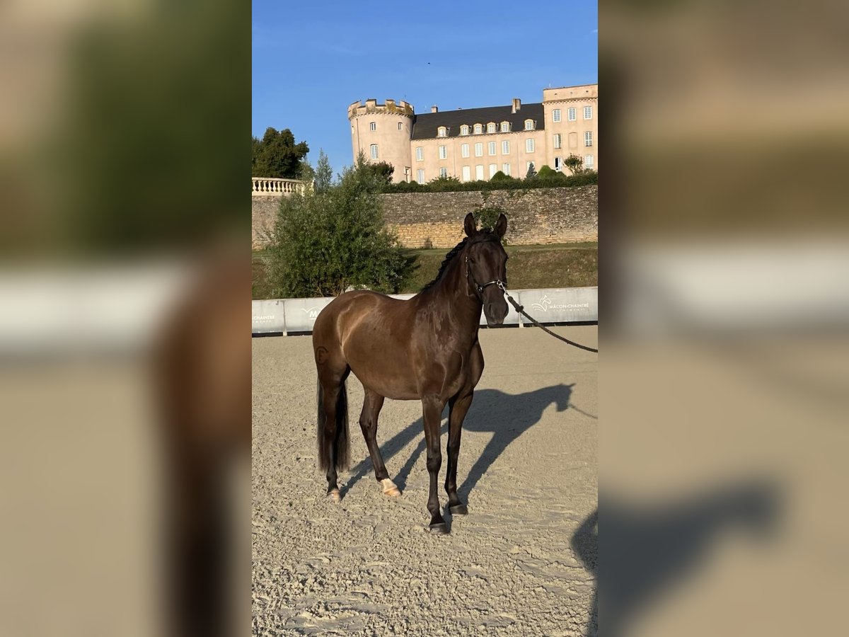 Lusitano Klacz 5 lat 158 cm Kara in Nancy