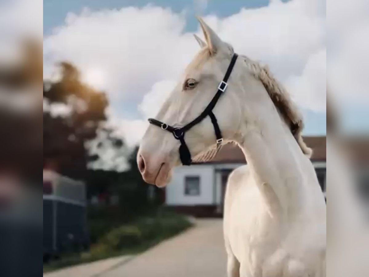 Lusitano Klacz 5 lat 168 cm Cremello in RIO MAIOR