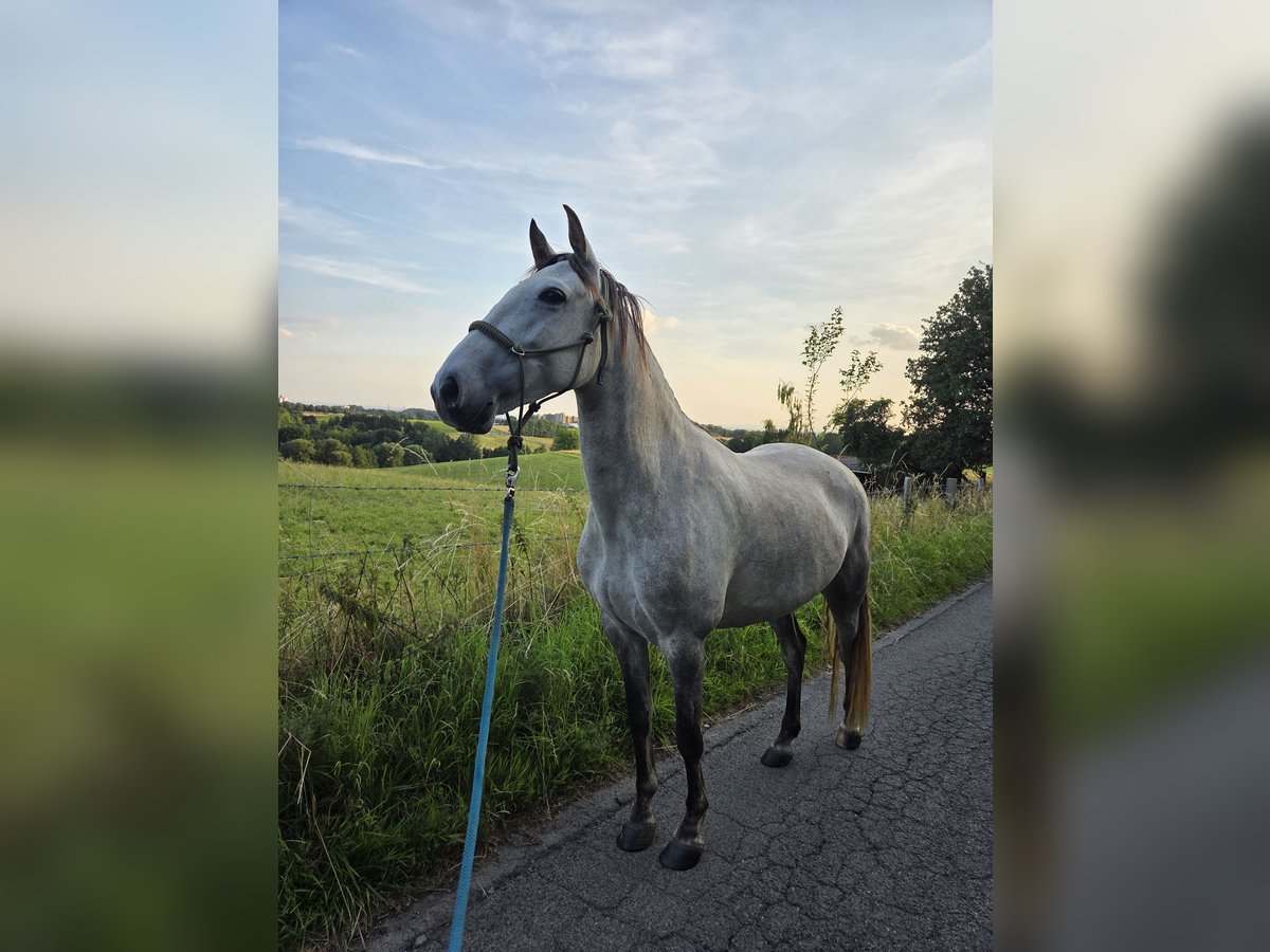 Lusitano Klacz 6 lat 155 cm in Bergisch Gladbach