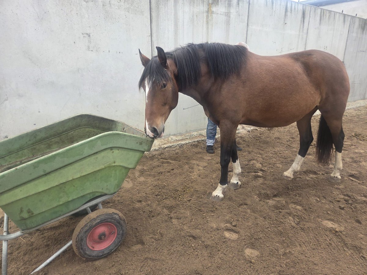 Lusitano Klacz 6 lat 159 cm Gniada in Saalow Lusitano Klacz 6 lat 159 cm Gniada in Saalow