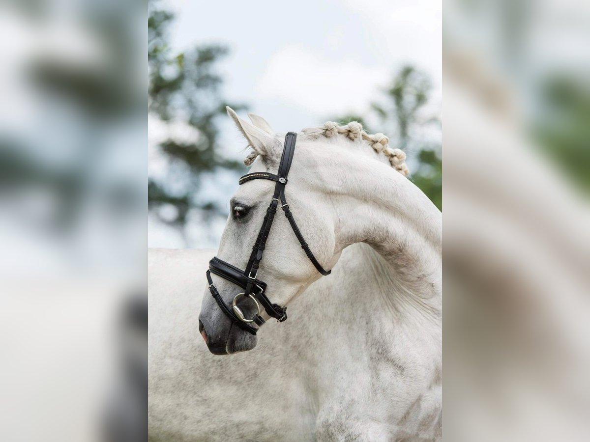 Lusitano Klacz 7 lat 157 cm Siwa in Québec