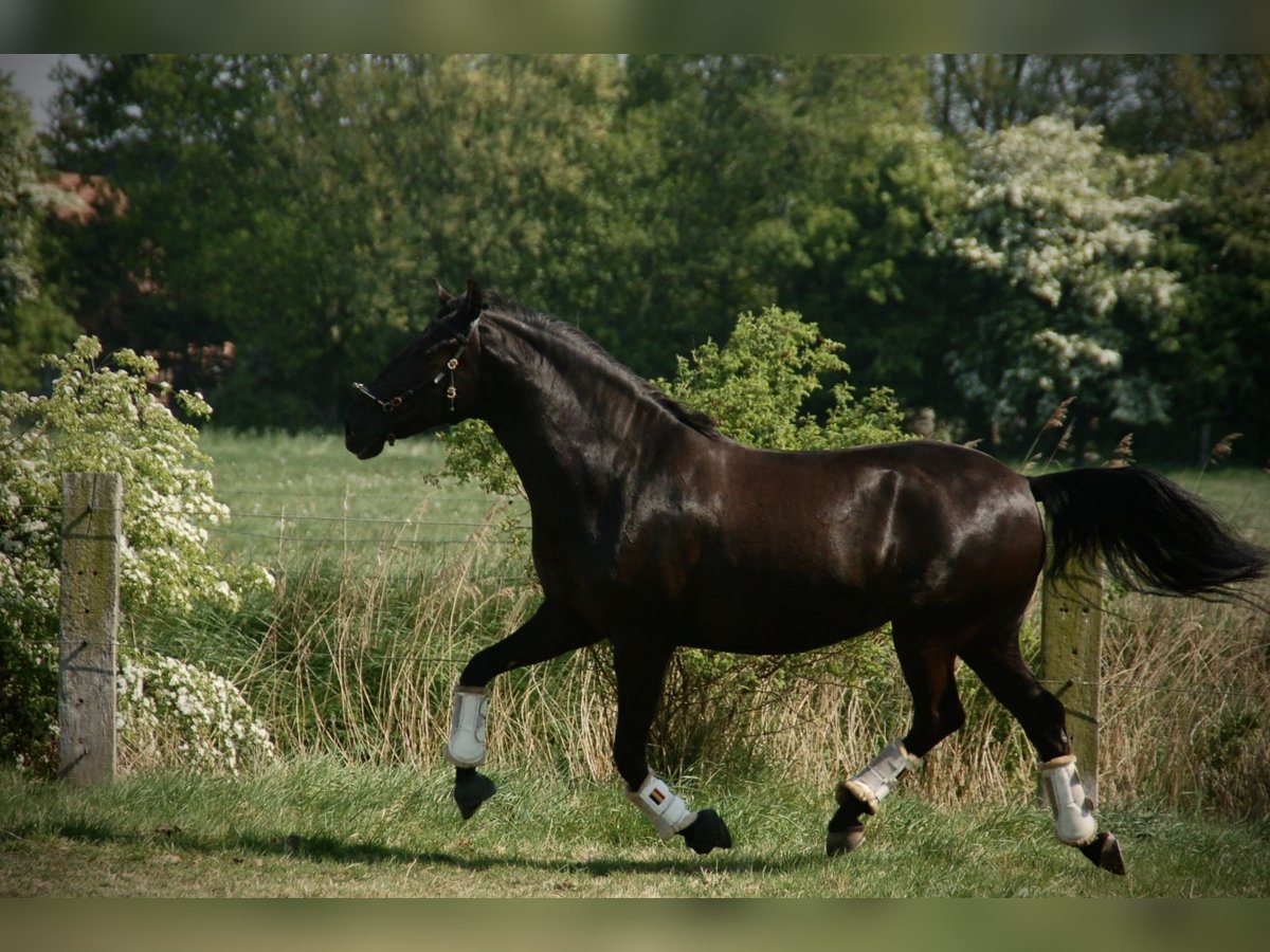 Lusitano Klacz 8 lat 160 cm Kara in Bredene