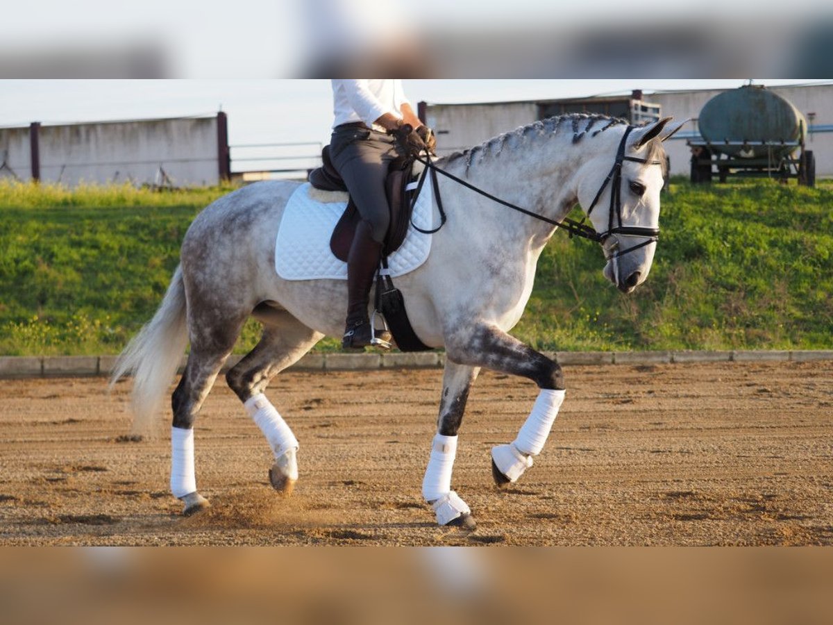 Lusitano Klacz 8 lat 167 cm Siwa in NAVAS DEL MADRONO