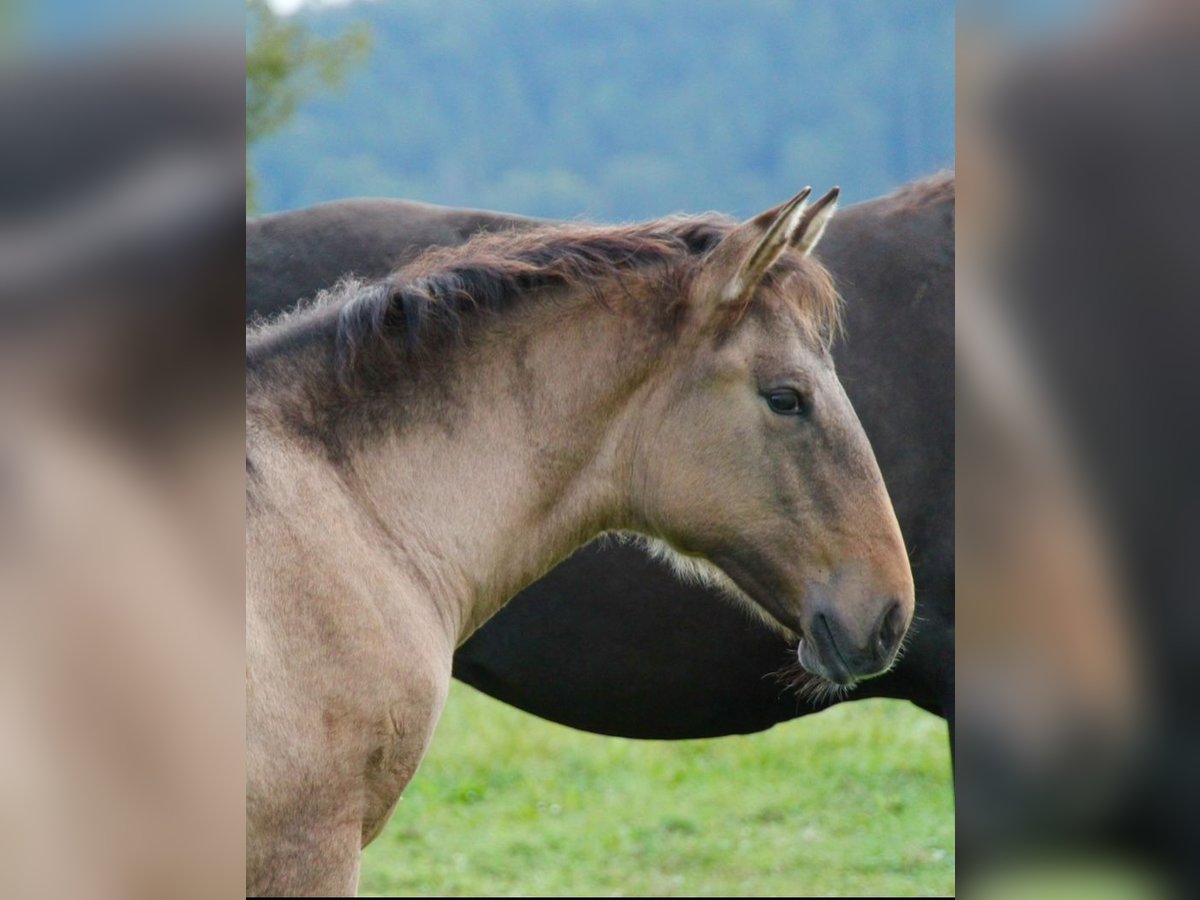 Lusitano Klacz  160 cm Bułana in Fuchstal