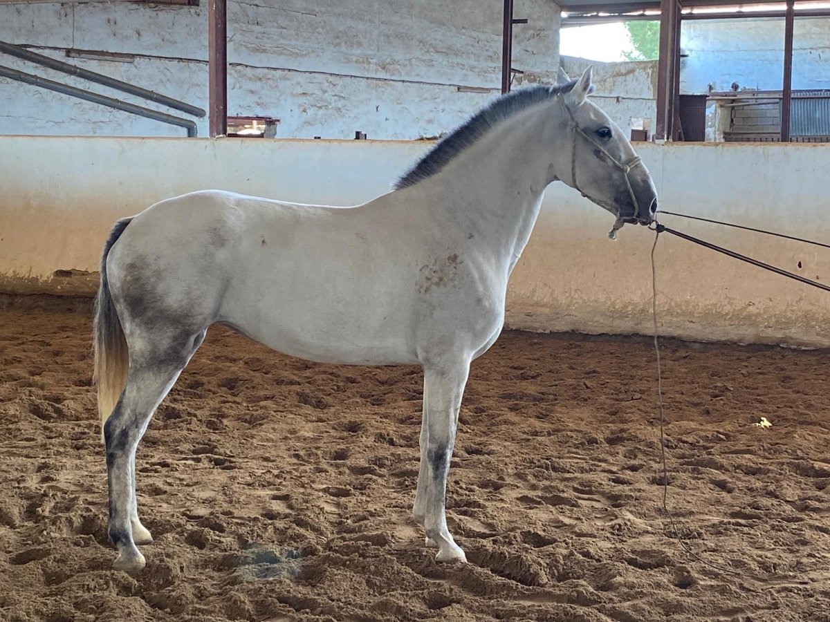 Lusitano Mare 10 years 15,2 hh Gray in Caceres