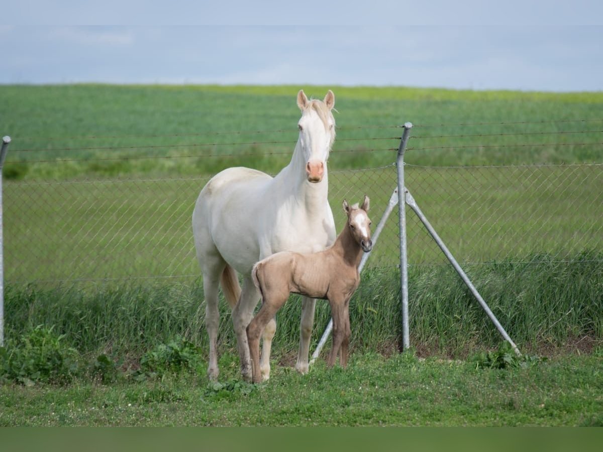 Lusitano Mare 10 years 15,2 hh Perlino in Segovia