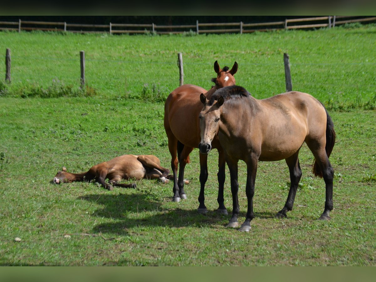 Lusitano Mare 10 years Dun in draillant