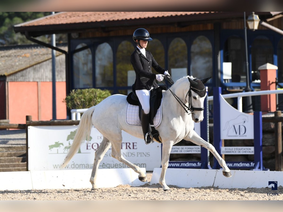 Lusitano Mare 11 years 15,2 hh White in St remy de provence
