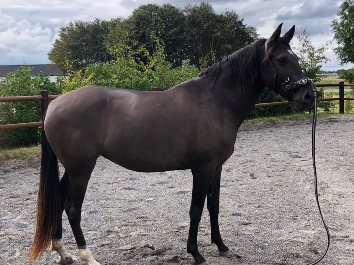 Lusitano Mare 12 years 15 hh Smoky-Black in Arden