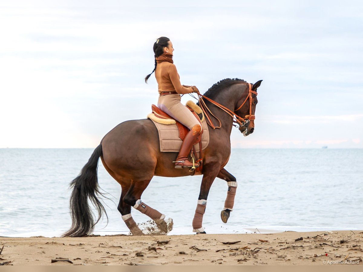 Lusitano Mare 12 years 15,2 hh Bay-Dark in Saint-R&#xE9;my-de-Provencesaint r&#xE9;my de provence