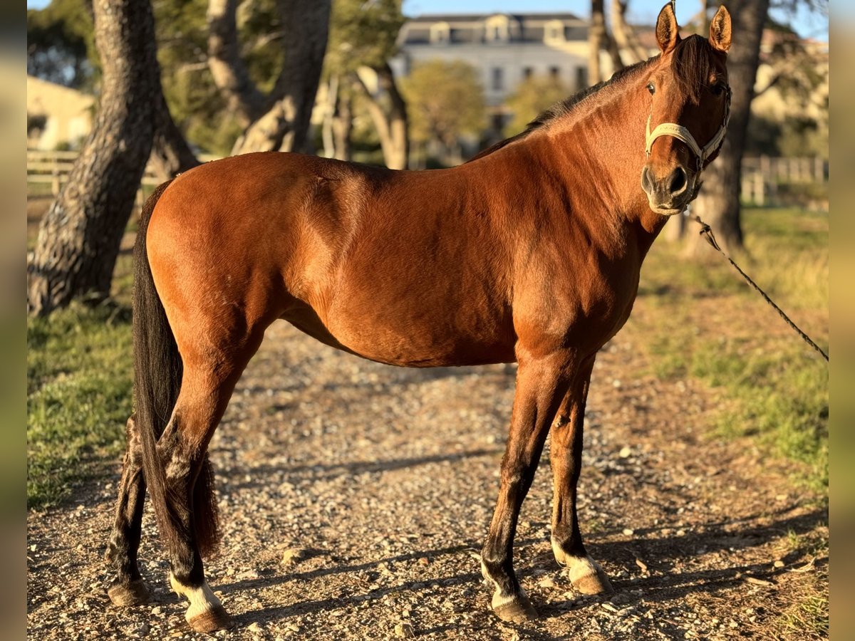 Lusitano Mare 13 years 15,3 hh Brown in Vendres