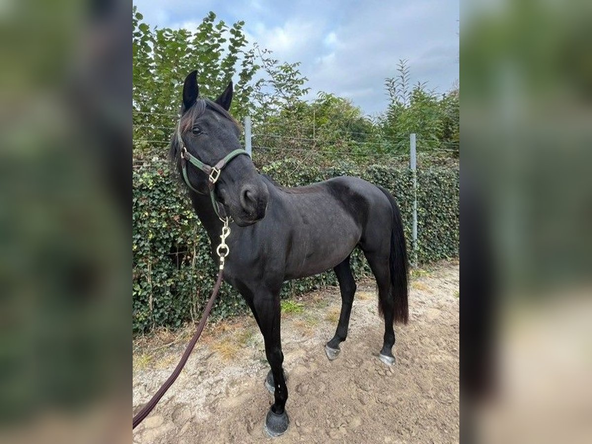 Lusitano Mare 13 years 15,1 hh Black in Canach