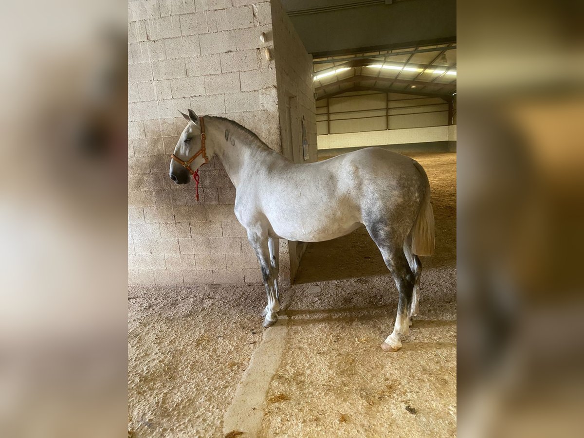 Lusitano Mare 14 years 16 hh Gray in Madrid
