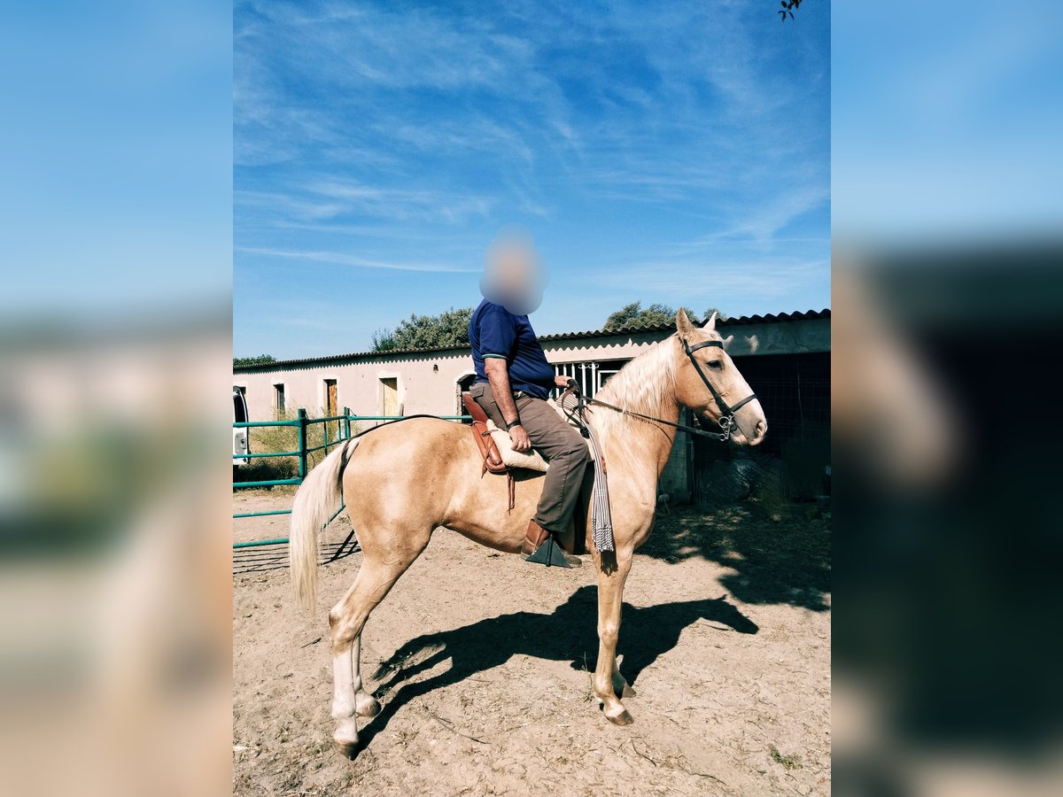 Lusitano Mare 14 years 16 hh Pearl in Pozuelo De Alarcon