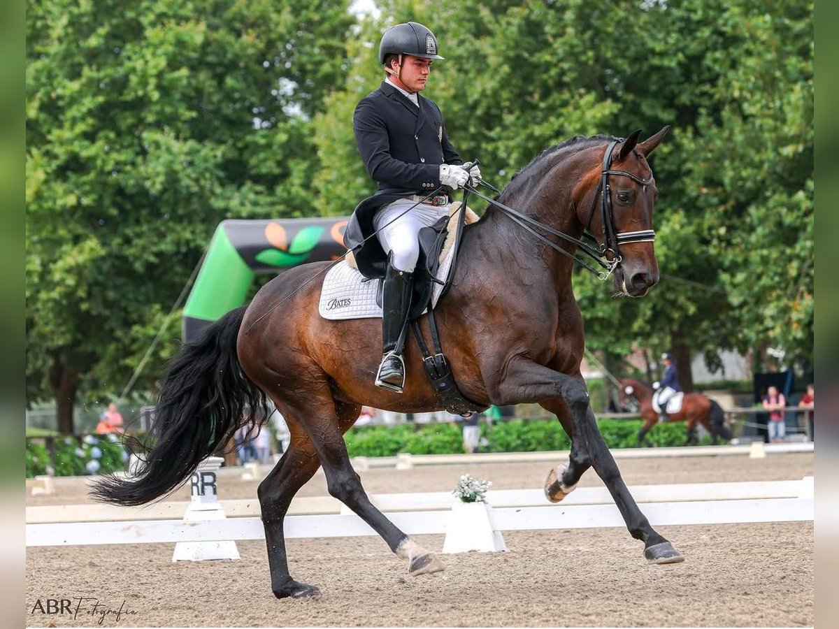 Lusitano Mix Mare 14 years 16,2 hh Bay-Dark in Lisabon Lusitano Mix Mare 14 years 16,2 hh Bay-Dark in Lisabon