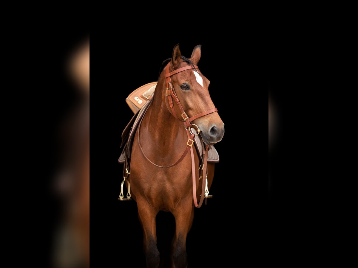 Lusitano Mare 15 years 15,2 hh Brown in Oberhaching