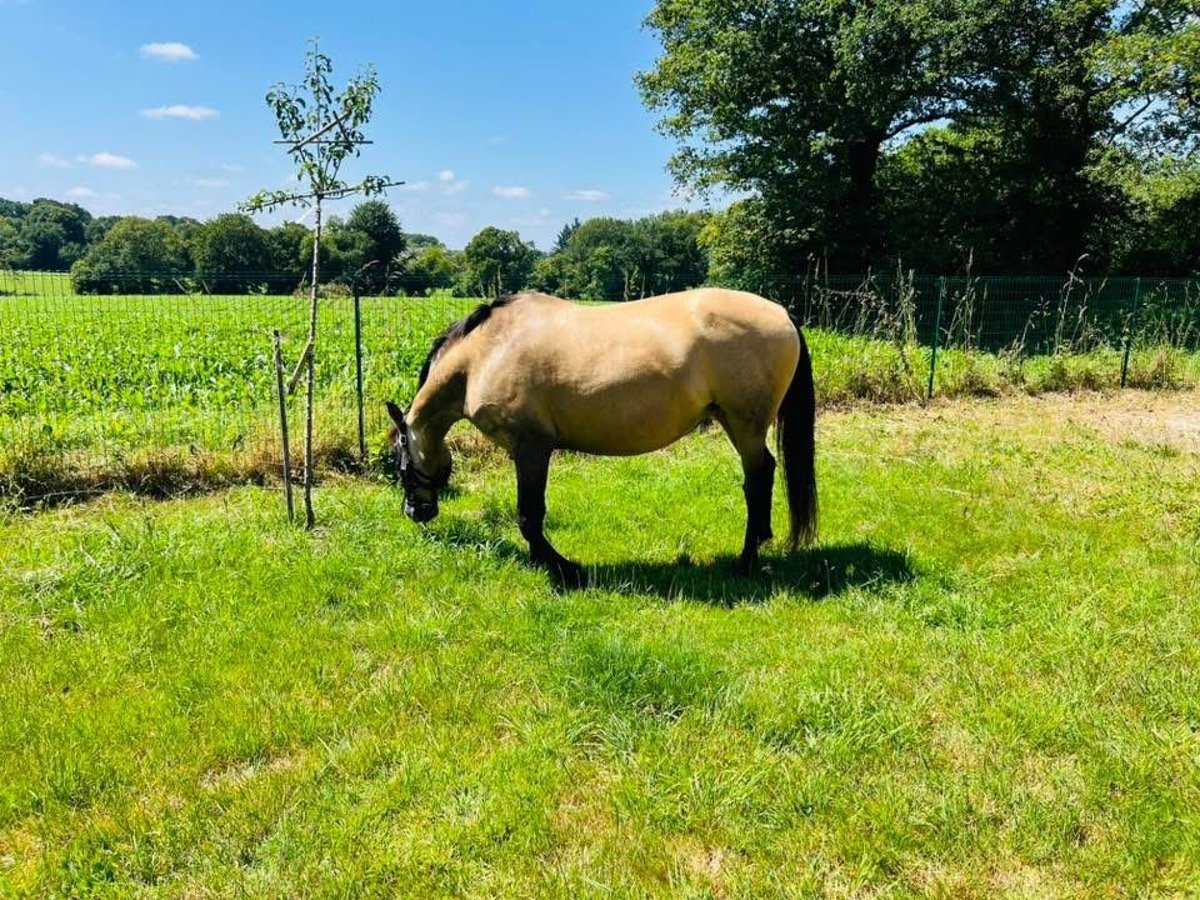 Lusitano Mare 16 years 15 hh Dun in R&#xE9;d&#xE9;n&#xE9;