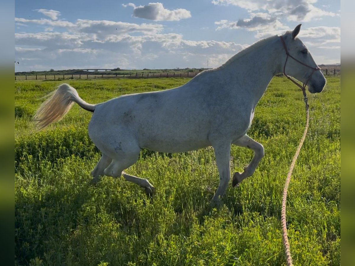 Lusitano Mare 16 years 15,2 hh Gray-Fleabitten in Mocejon