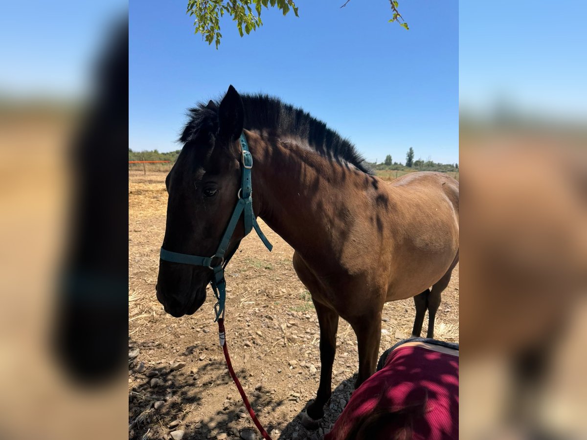 Lusitano Mix Mare 1 year 14,1 hh Bay-Dark in Mejorada Del Campo