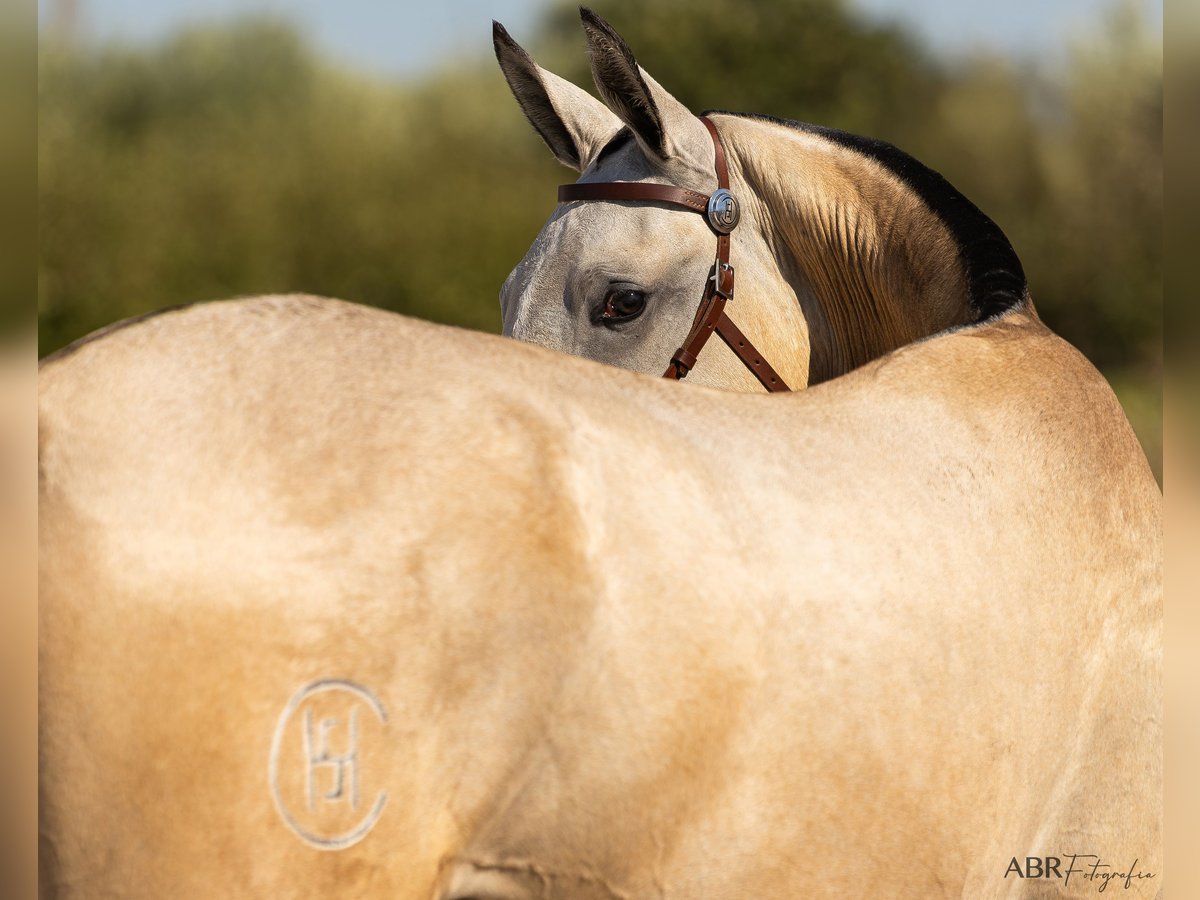 Lusitano Mare 1 year 15,1 hh Buckskin in Mora