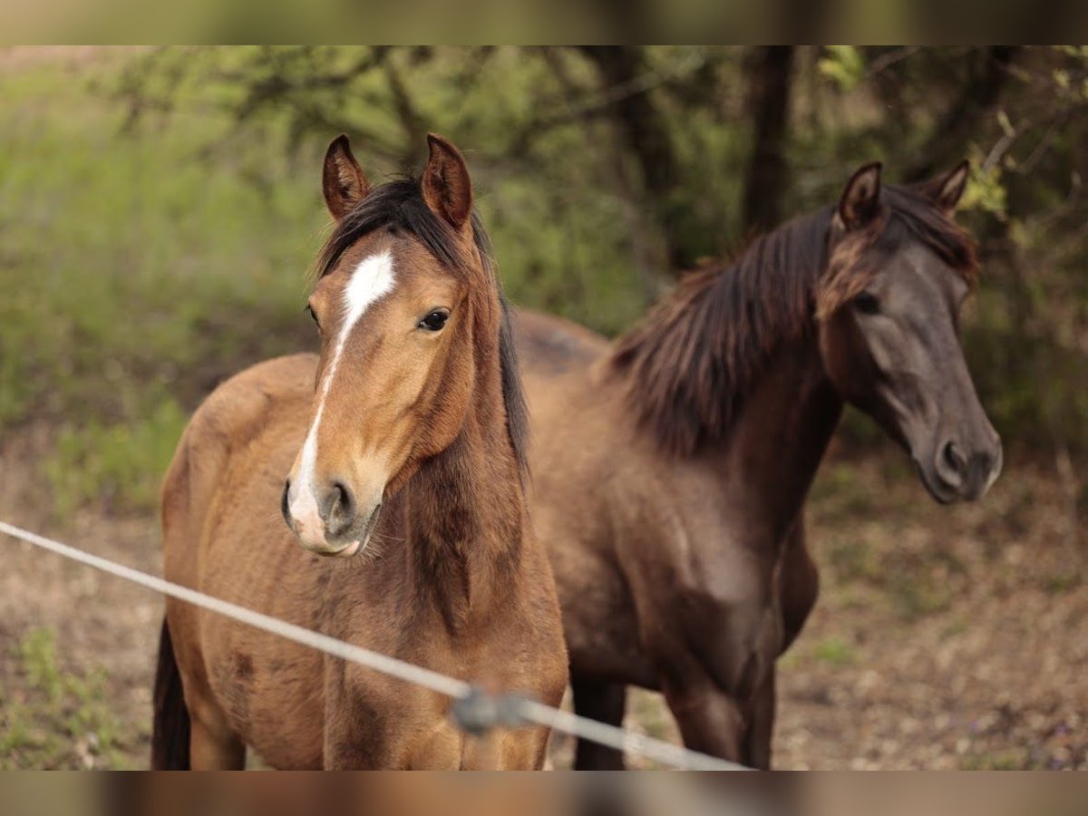 Lusitano Mare 1 year 15,2 hh Brown in Rio Maior