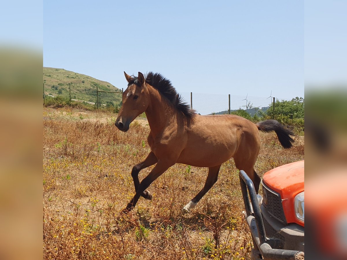 Lusitano Mare 1 year 15,2 hh Buckskin in RIO MAIOR