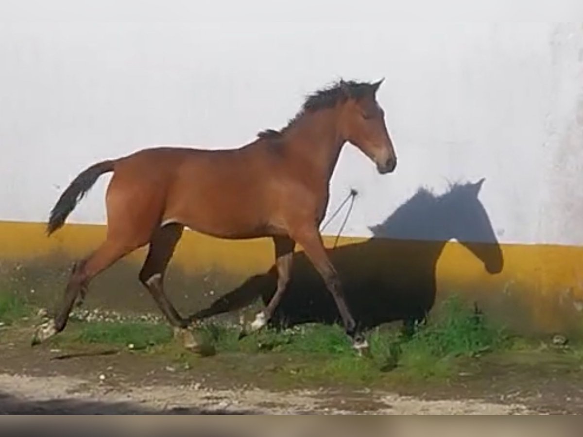 Lusitano Mix Mare 1 year 16 hh Brown in Rio Maior
