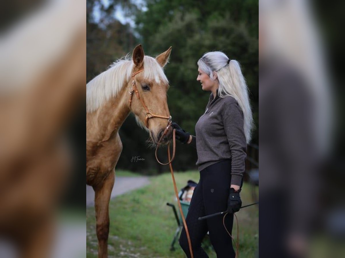 Lusitano Mare 1 year 16 hh Palomino in Rio Maior