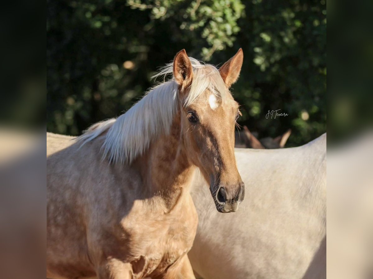 Lusitano Mare 1 year 16 hh Palomino in Rio Maior