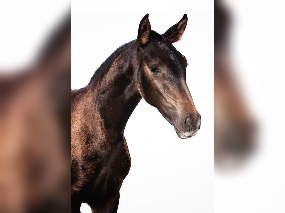 Lusitano Mare 1 year Bay-Dark in Soyen