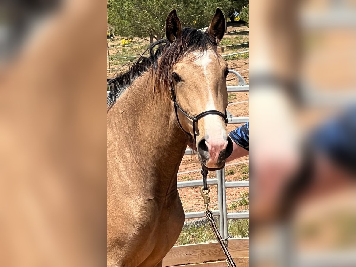 Lusitano Mare 2 years 15,2 hh Dun in Encarnação