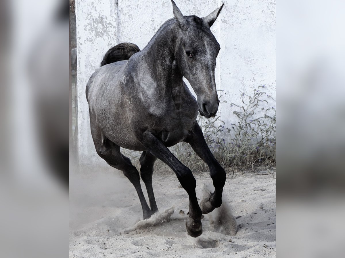 Lusitano Mare 2 years 15,3 hh Can be white in Ribamar