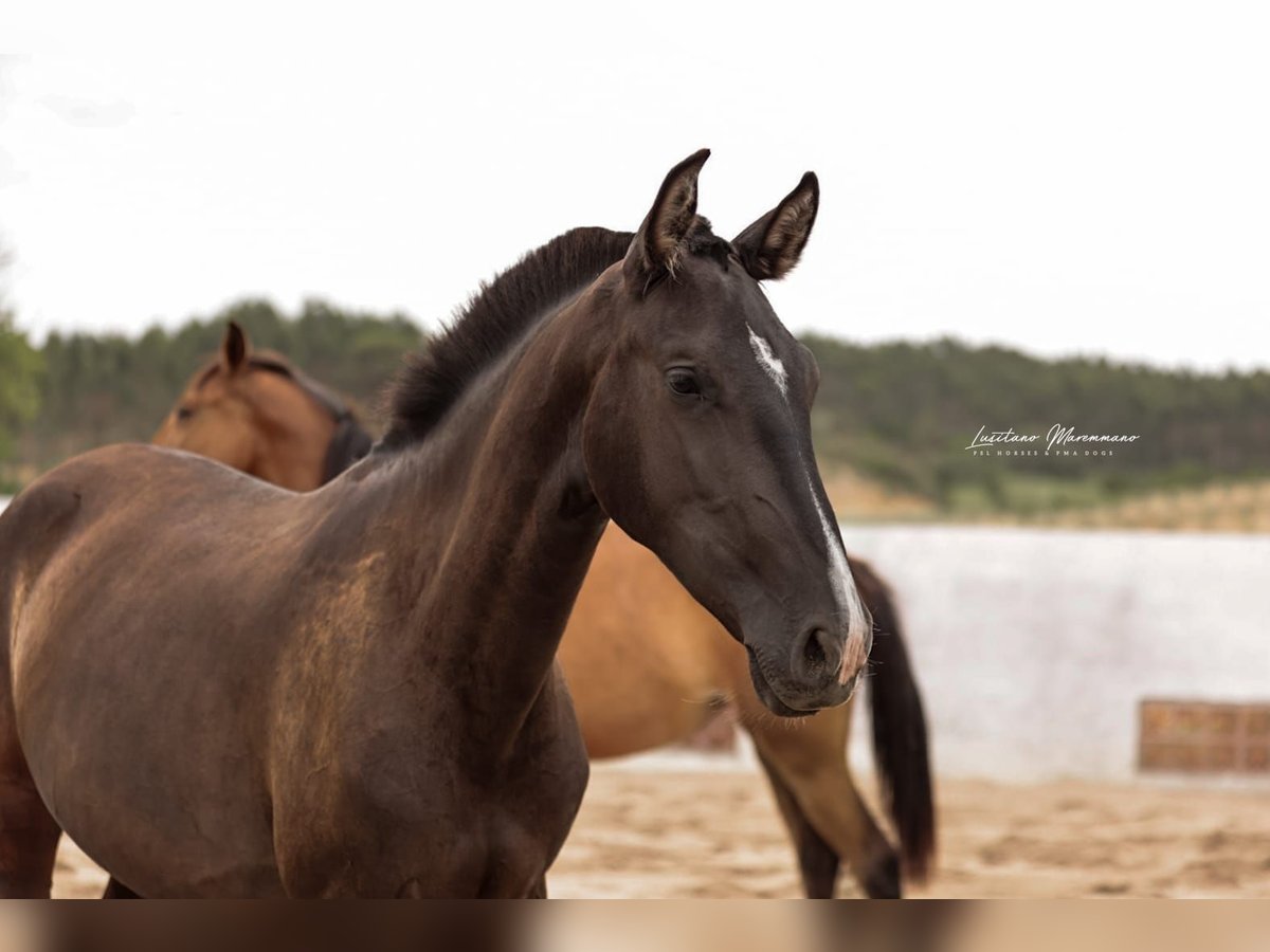 Lusitano Mare 2 years 15,2 hh Black in Rio Maior