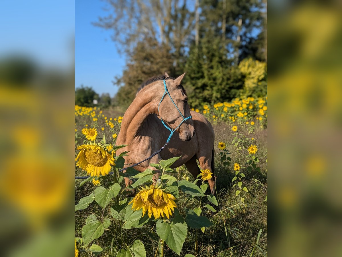 Lusitano Mare 3 years 15,2 hh Buckskin in Mechelen