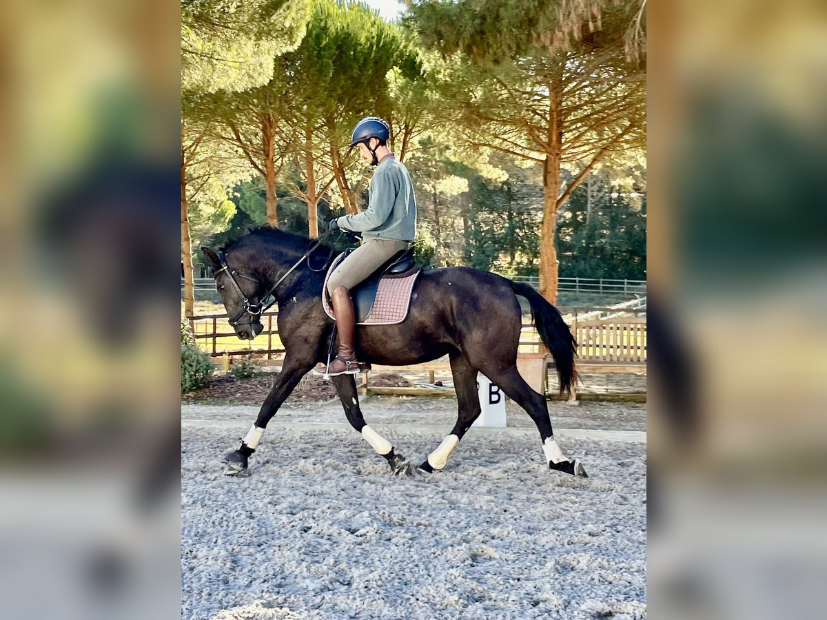 Lusitano Mare 3 years 15,2 hh Black in St. Estevao