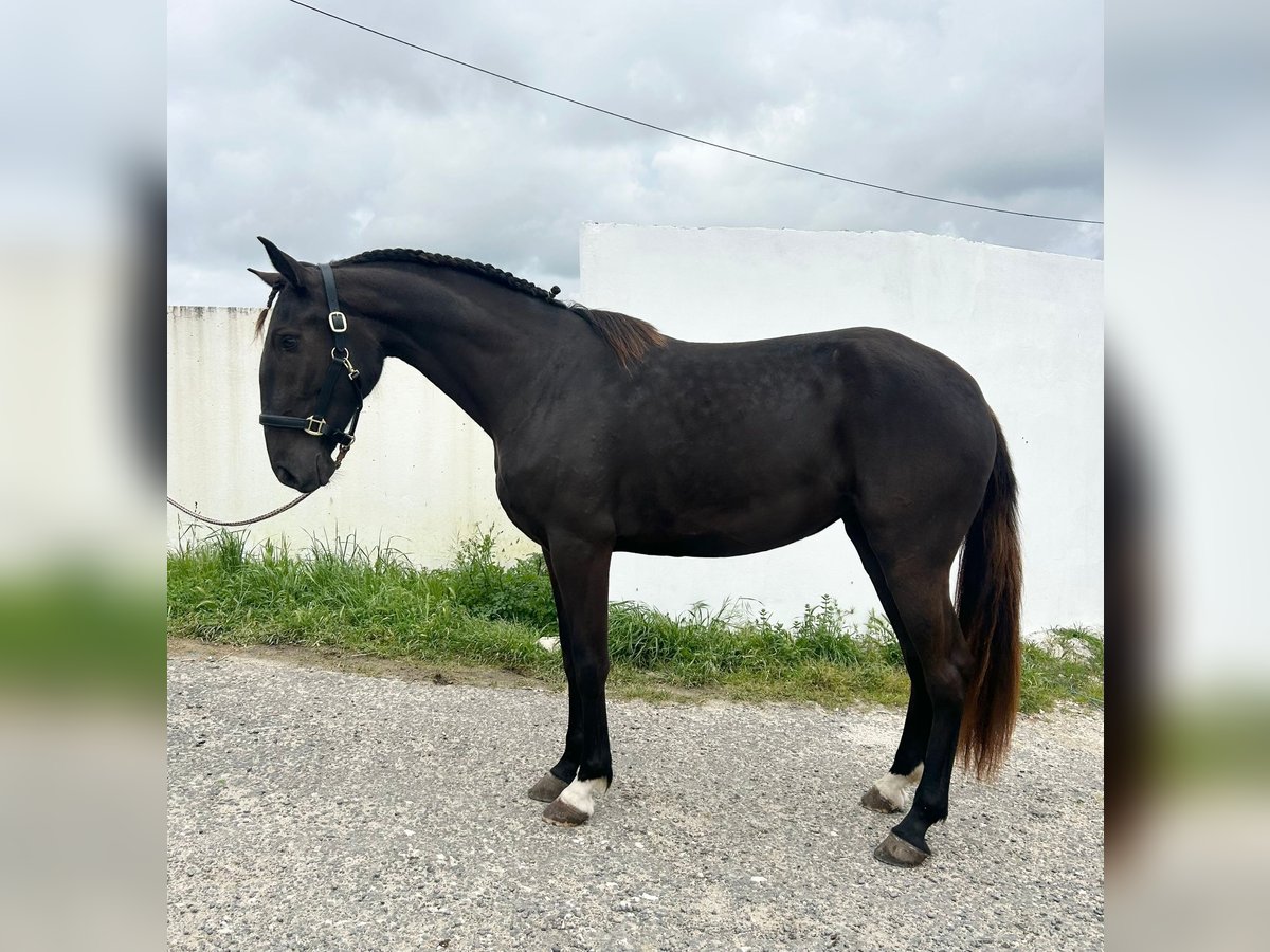 Lusitano Mare 3 years 15,2 hh Black in RIO MAIOR
