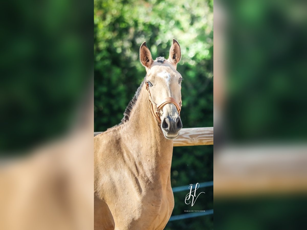 Lusitano Mare 3 years 15,2 hh Dun in Marly-sous-Issy
