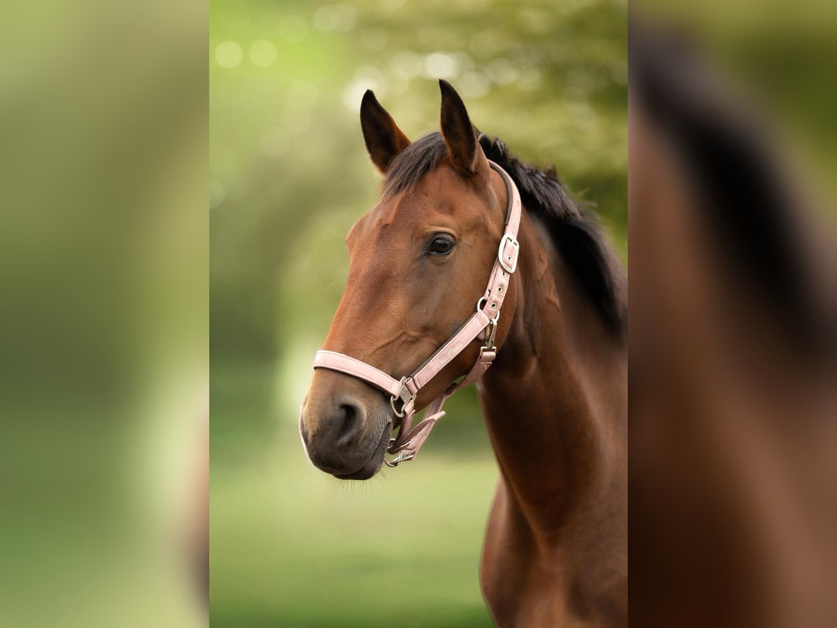 Lusitano Mare 3 years 16 hh Brown in Ludwigsfelde Lusitano Mare 3 years 16 hh Brown in Ludwigsfelde