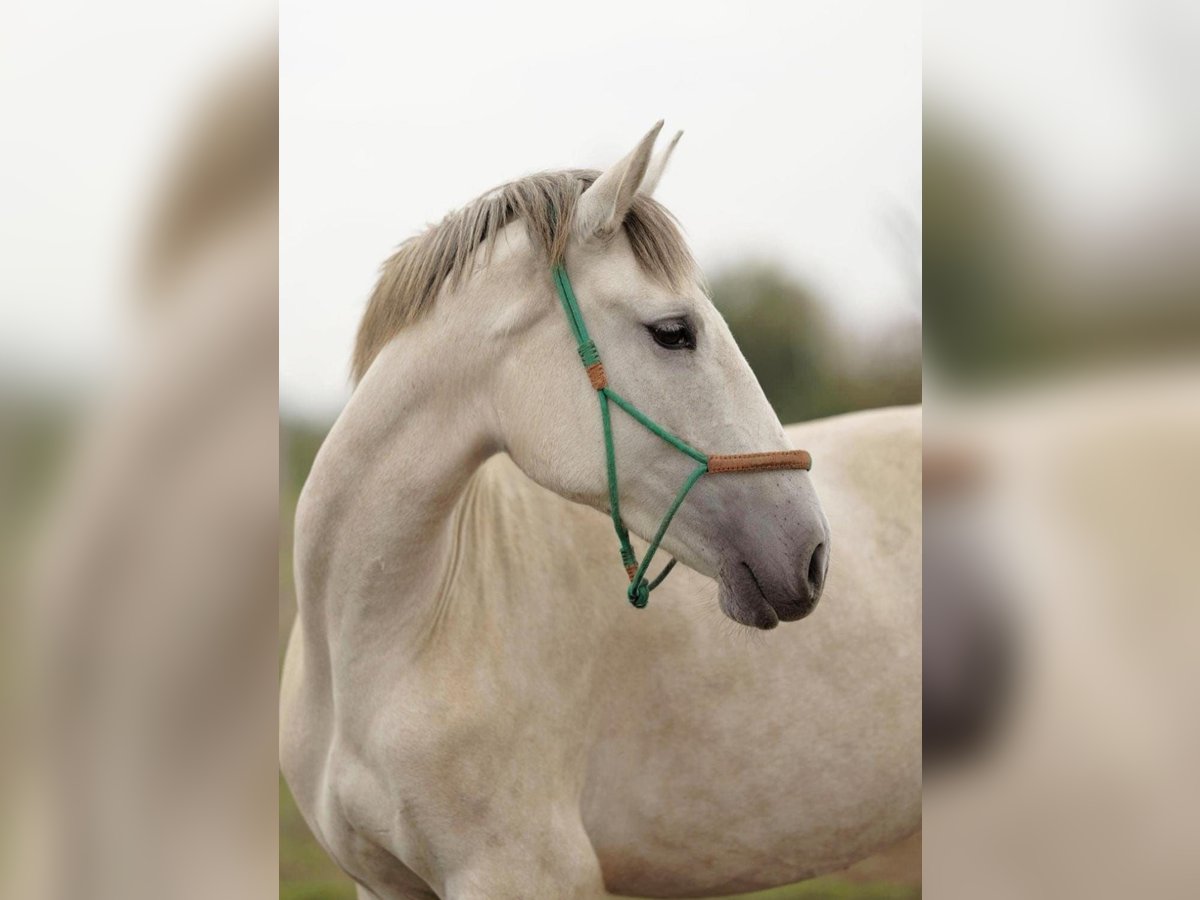 Lusitano Mare 3 years 16 hh Grey in Ludwigsfelde Lusitano Mare 3 years 16 hh Grey in Ludwigsfelde