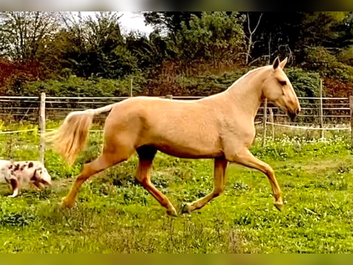 Lusitano Mare 3 years Palomino in Le Cailar