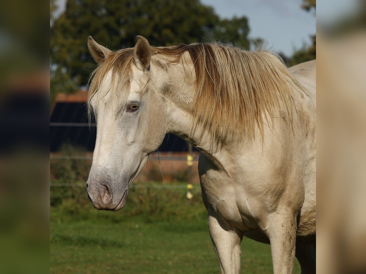 Lusitano Mix Mare 4 years 14,1 hh Champagne in Rödinghausen