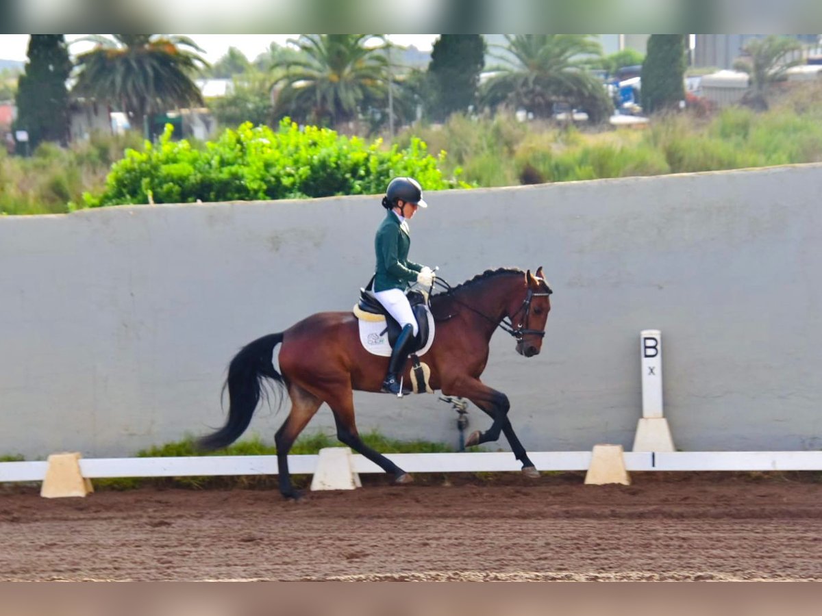 Lusitano Mare 4 years 14,1 hh Brown in San Cristobal De La Laguna Lusitano Mare 4 years 14,1 hh Brown in San Cristobal De La Laguna