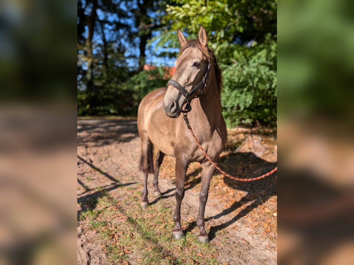 Lusitano Mare 4 years 15,1 hh Dun in Halle