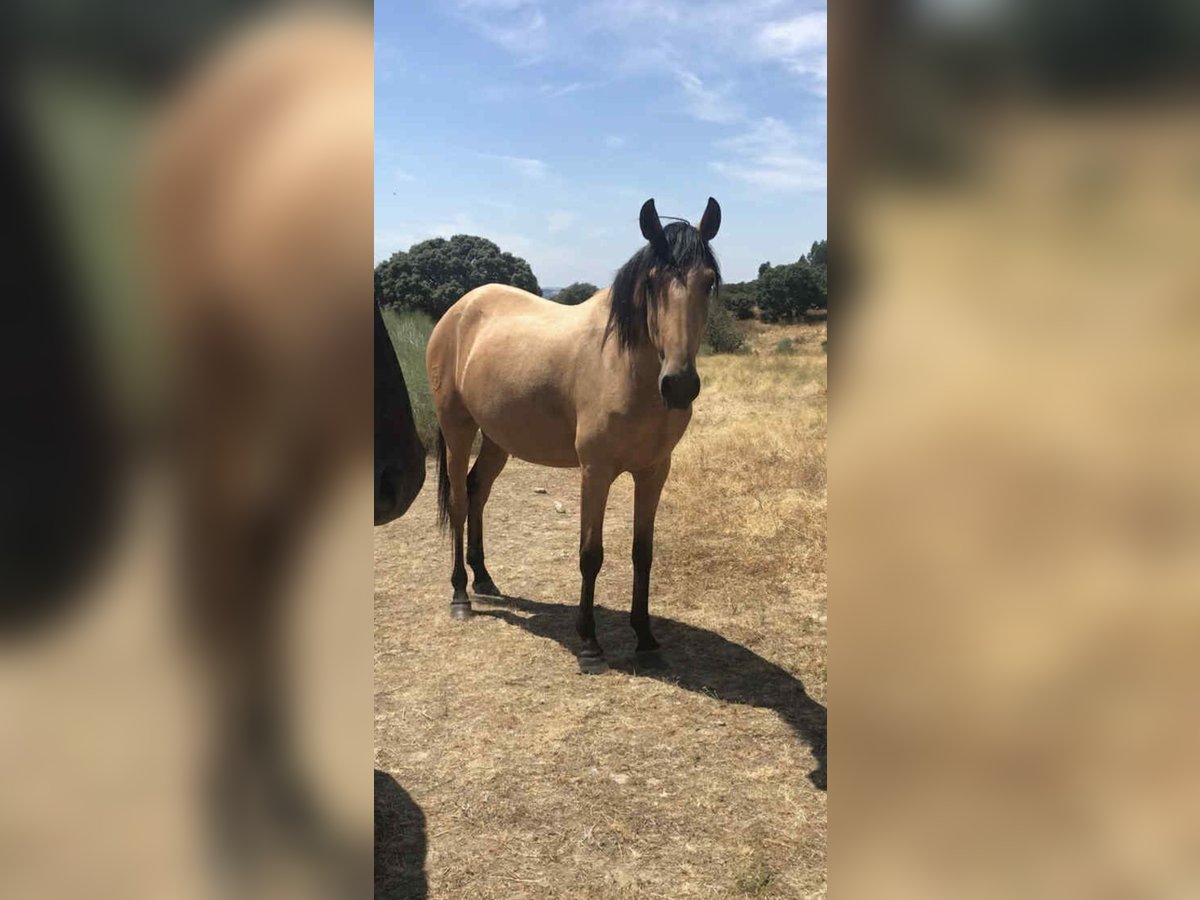 Lusitano Mare 4 years 15,2 hh Dun in Branco