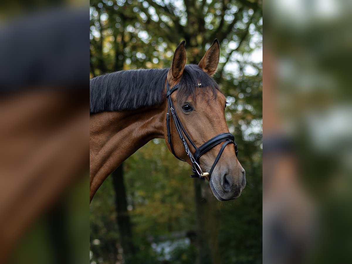 Lusitano Mare 4 years 16,1 hh Brown in Borken